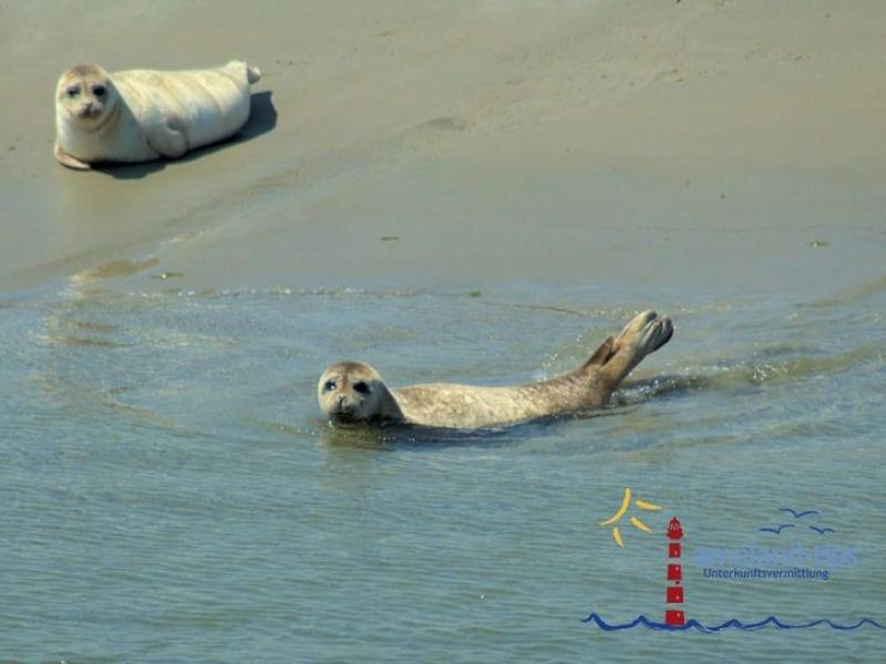 Robben auf den Robbenbänken