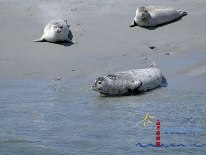 Robben auf den Robbenbänken
