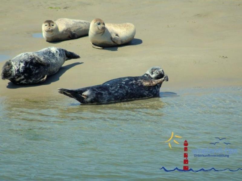 Robben auf den Robbenbänken