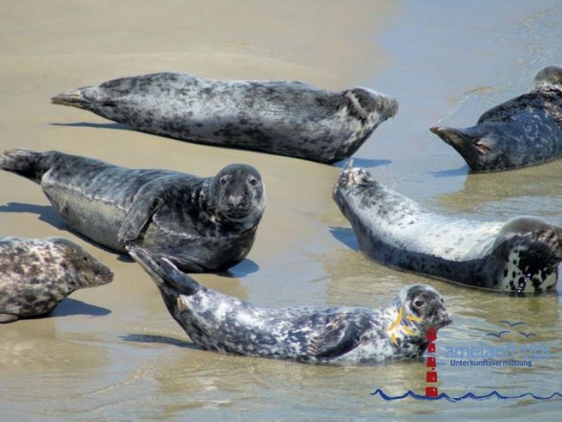 Robben auf den Robbenbänken