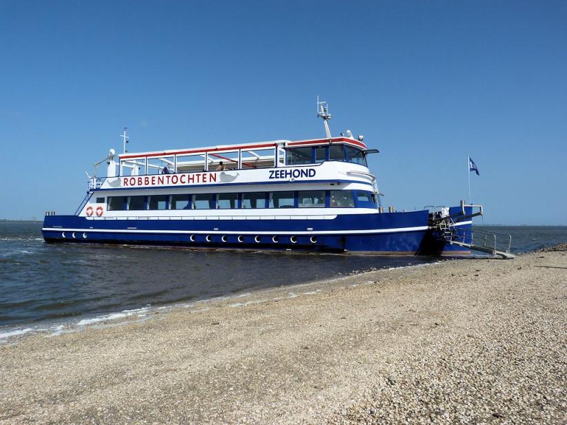 Die Zeehond an der Muschelbank
